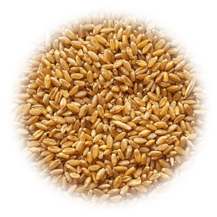 Семена пшеницы в мешке